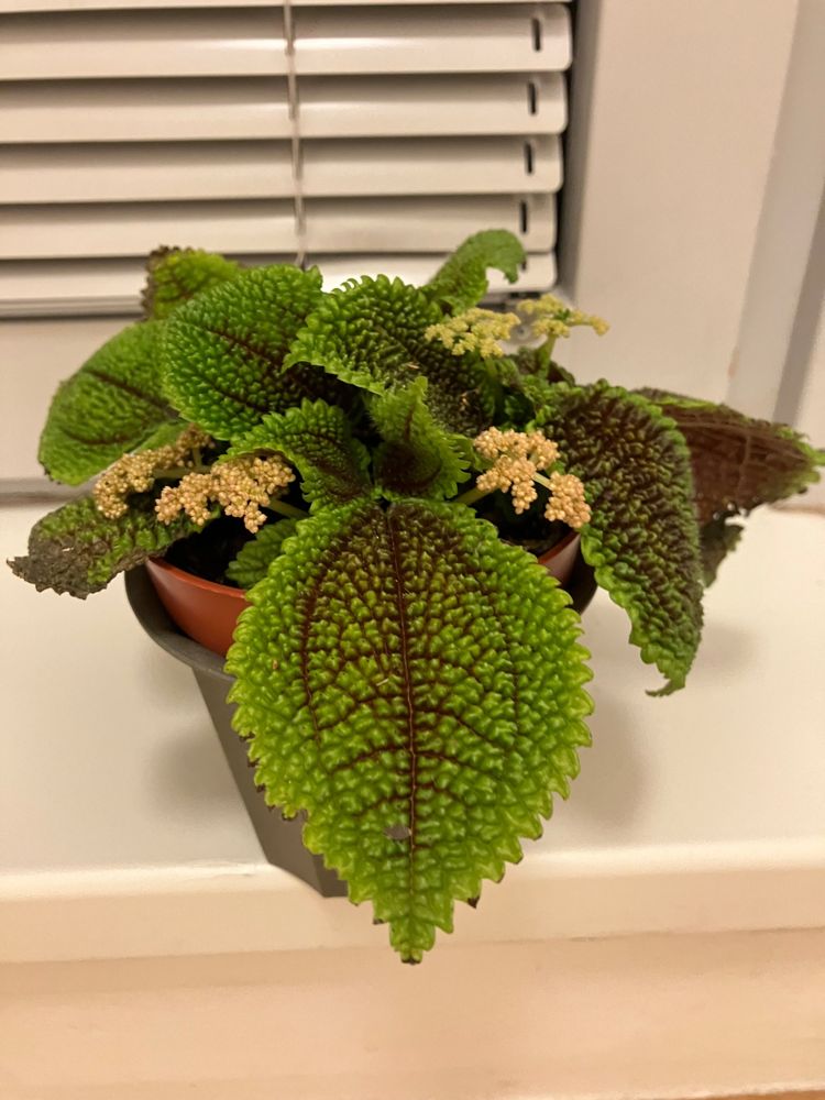A potted plant with textured green leaves on a windowsill